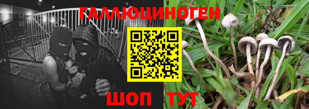 Псилоцибиновые грибы GOLDEN TEACHER Кимры